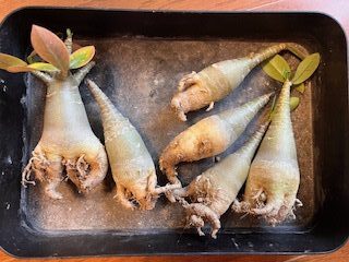 根腐れアデニウム
