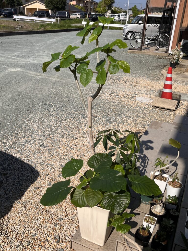 ウンベラータ①