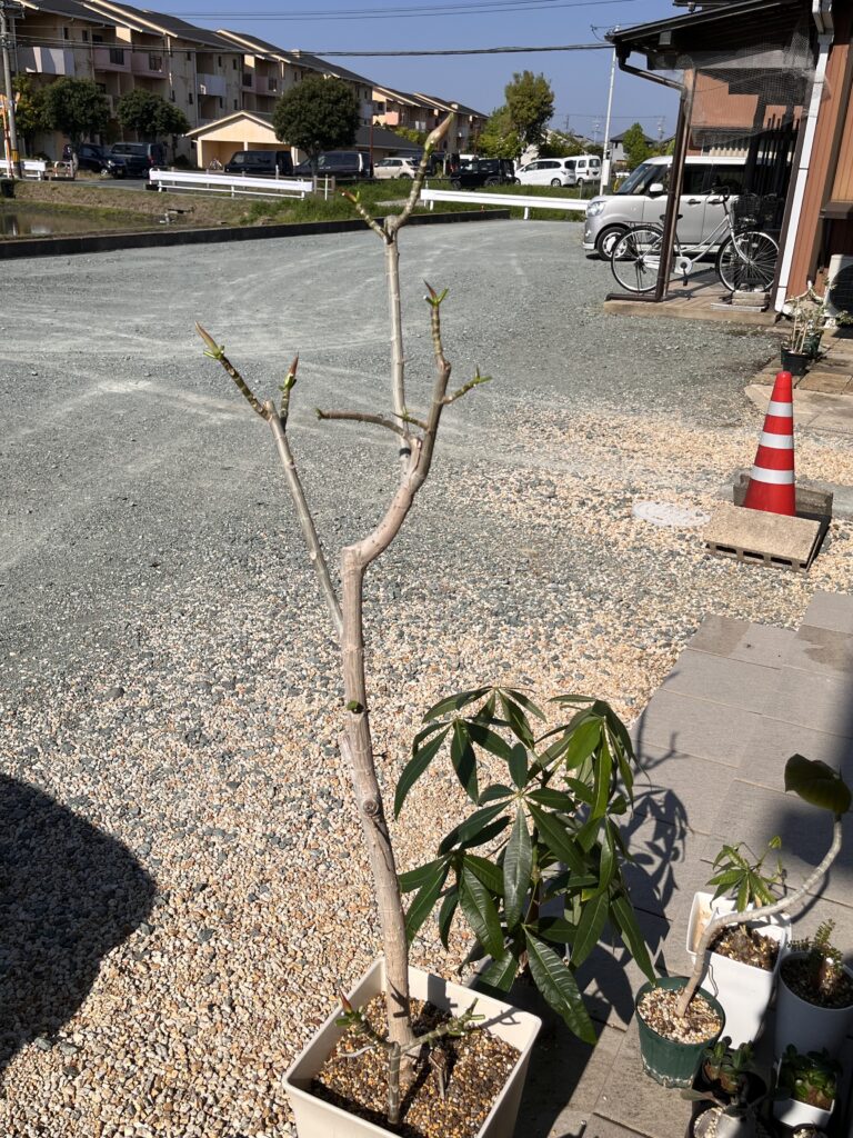 ウンベラータ②