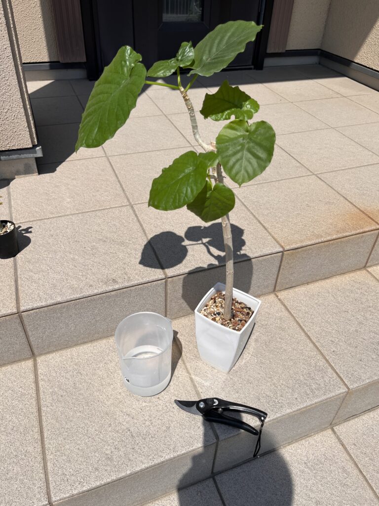 ウンベラータ③
