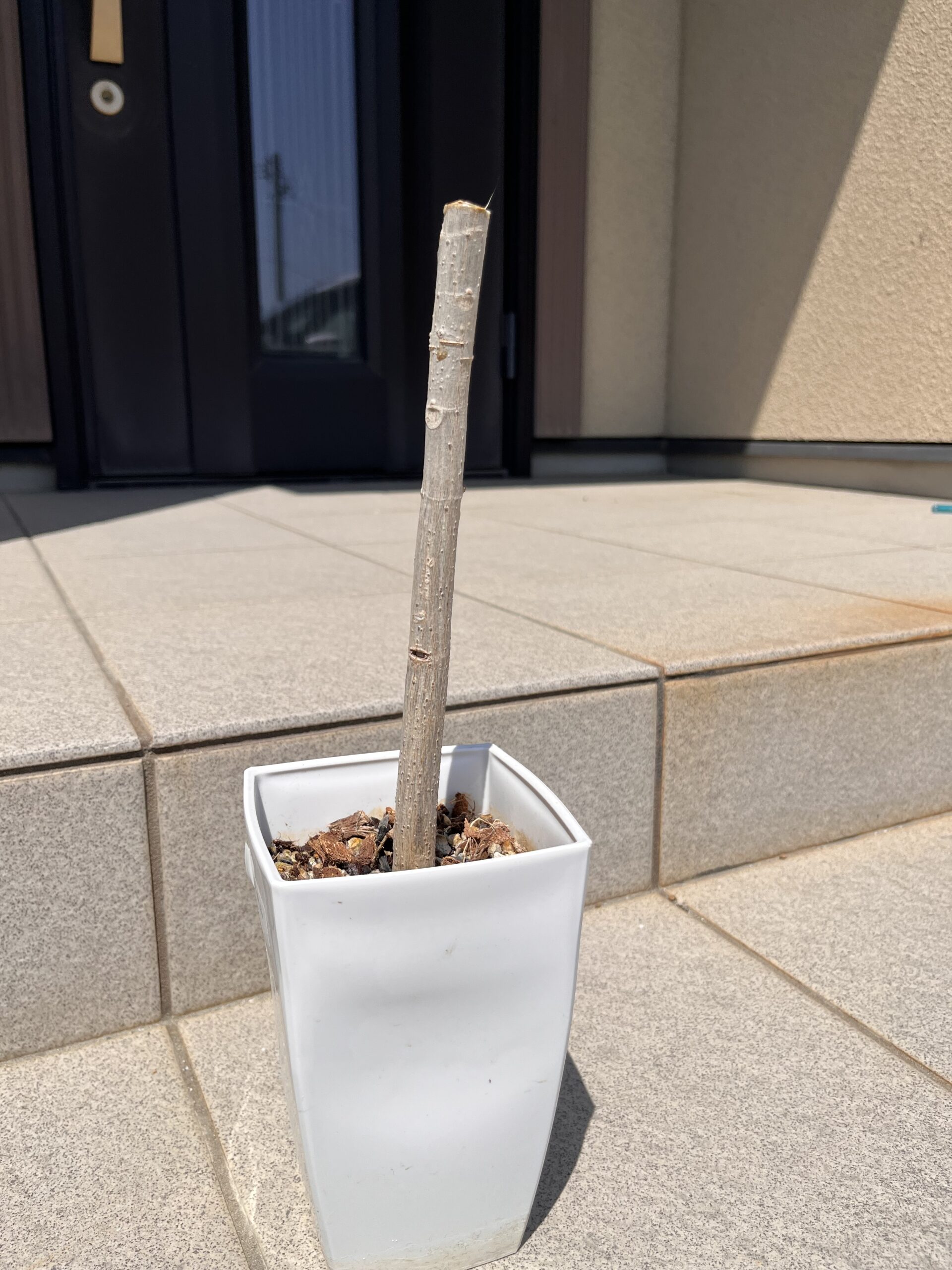 ウンベラータ④