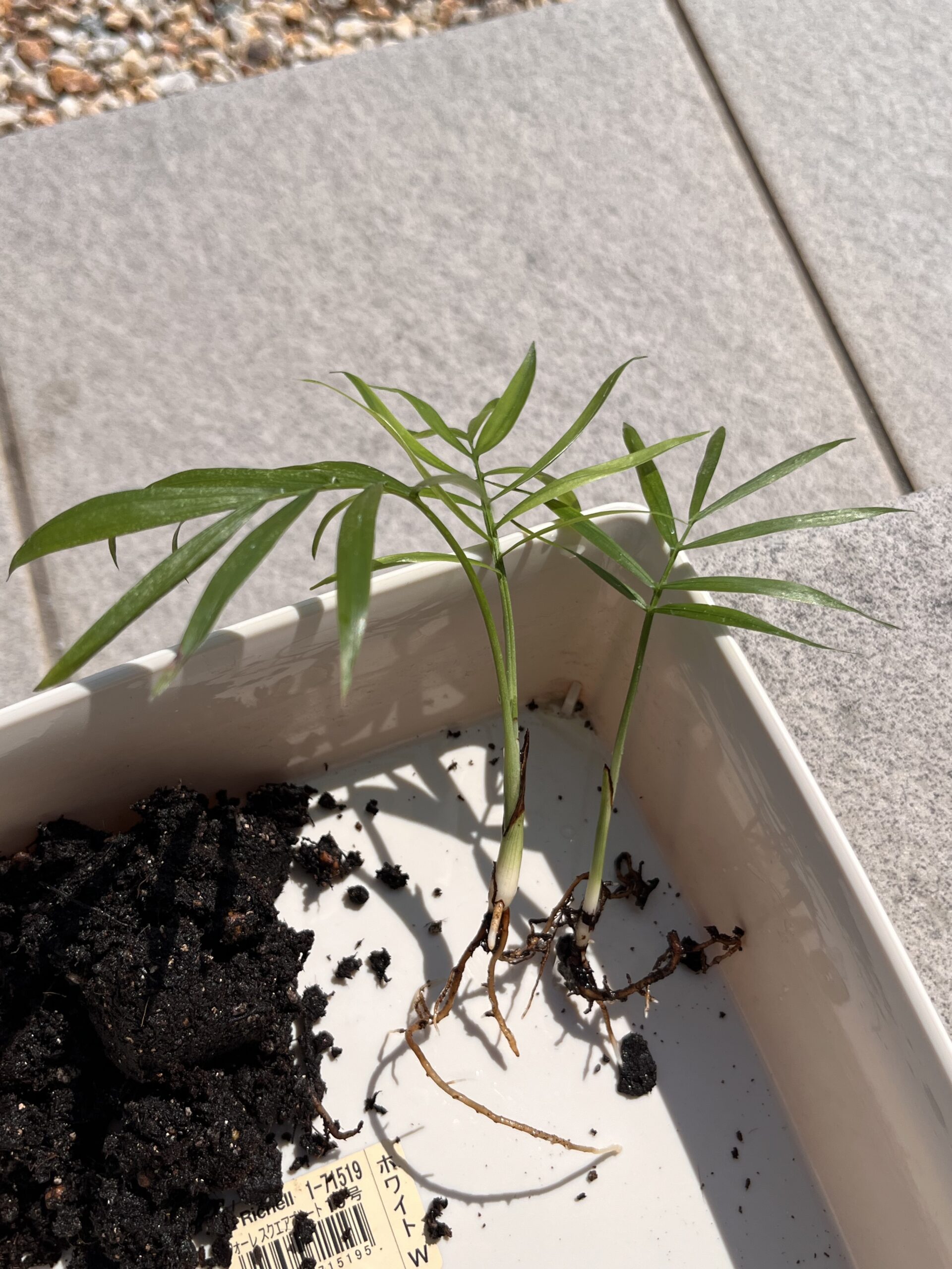 買って来た時の用土