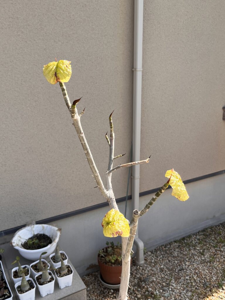 ウンベラータ天芽残し(1週間後)