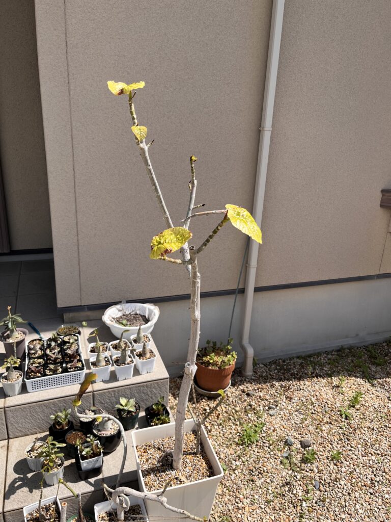 ウンベラータ(天芽残し)全体像
2週間後