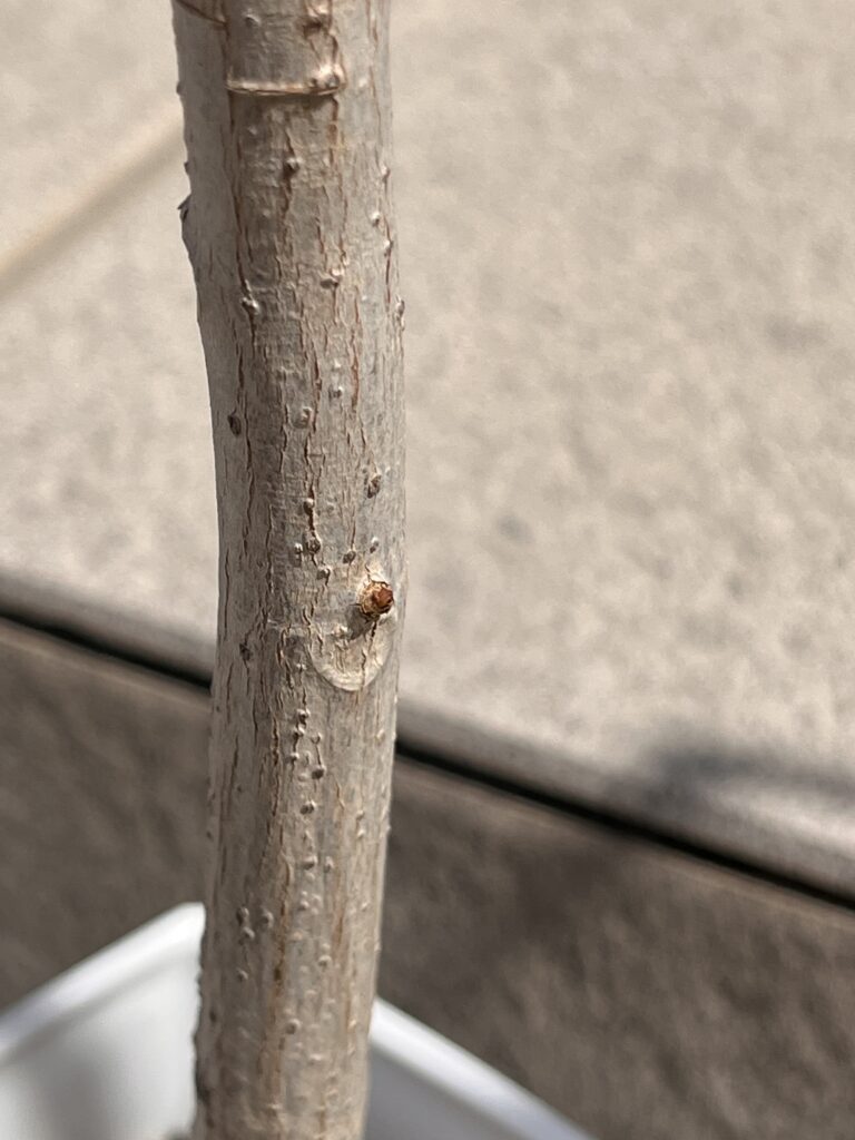 葉っぱがついていた部分から新芽が出てきている様子