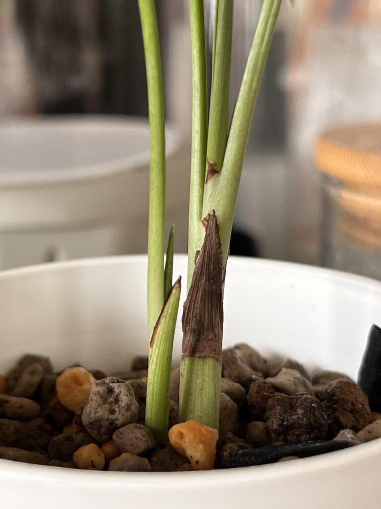 新たな新芽