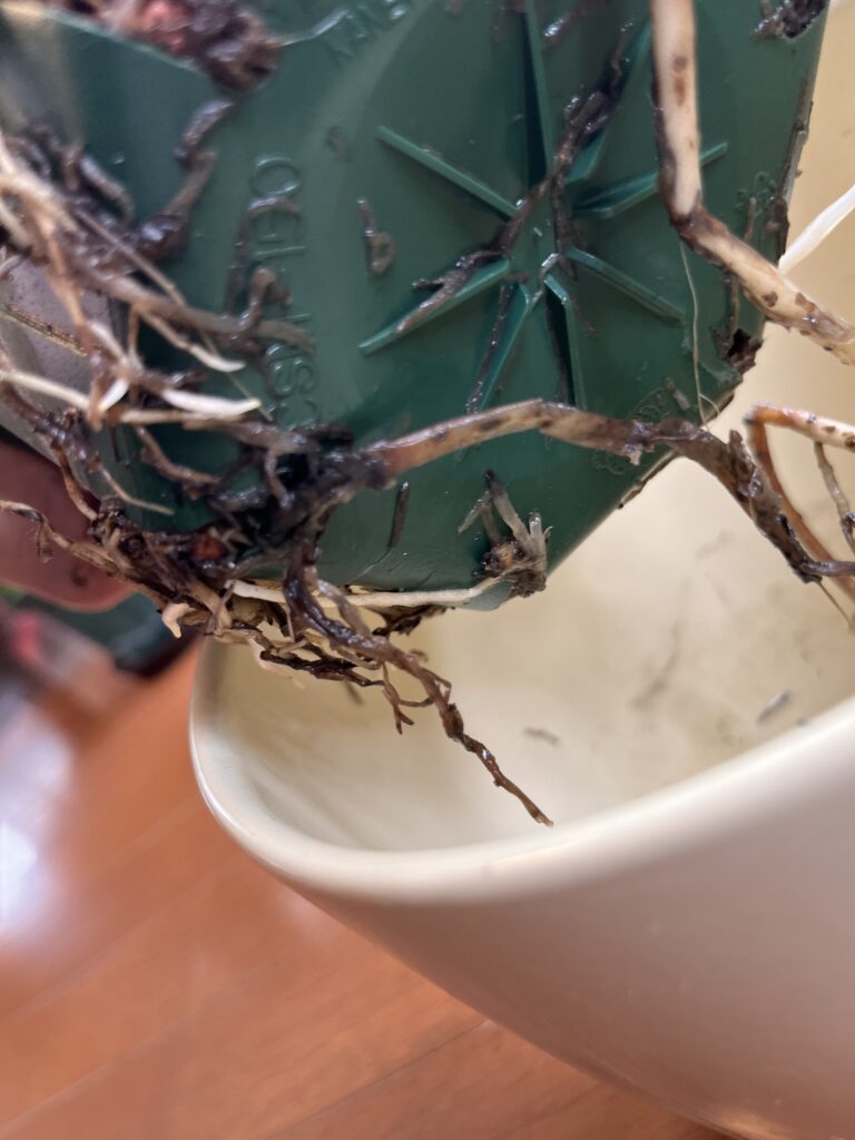 根腐れしている様子