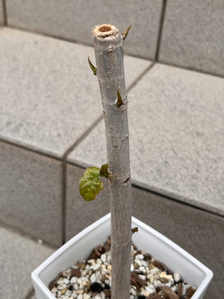 ウンベラータ(天芽無し)①4週間後