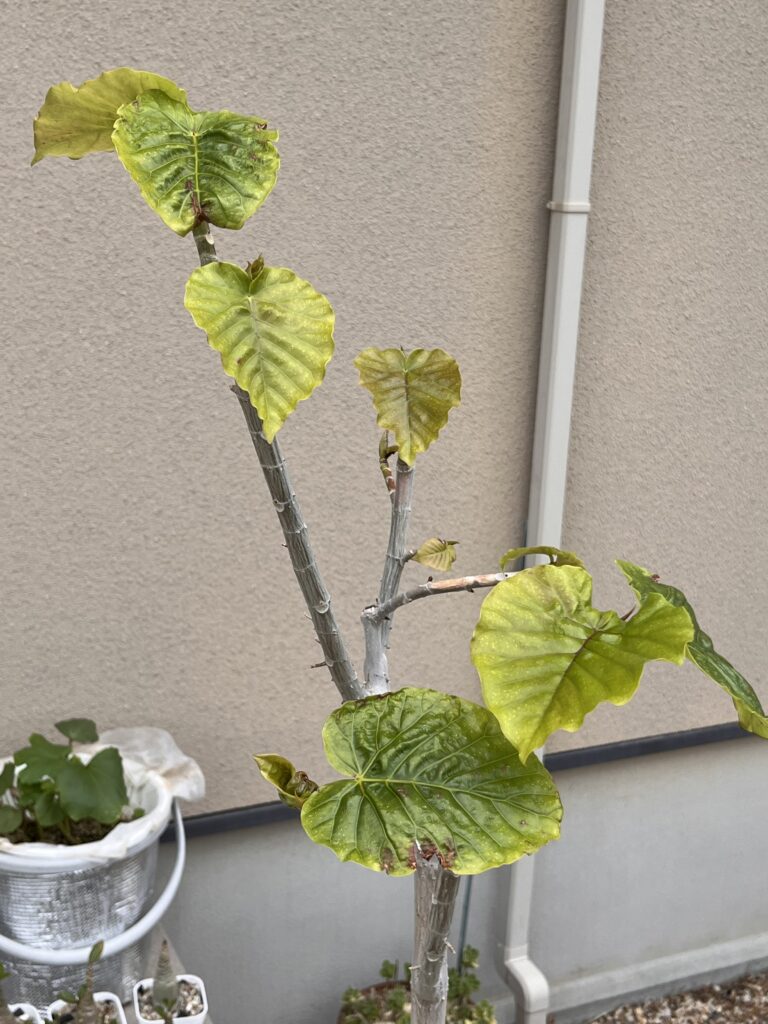 ウンベラータ(天芽残し)4週間後