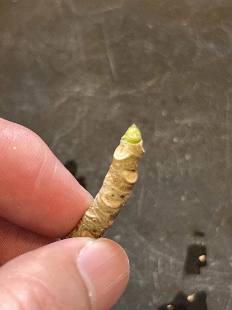 水道水組(小)葉