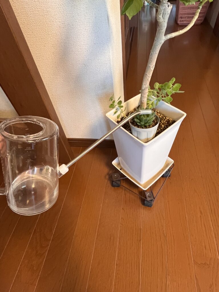 大鉢の上から潅水
