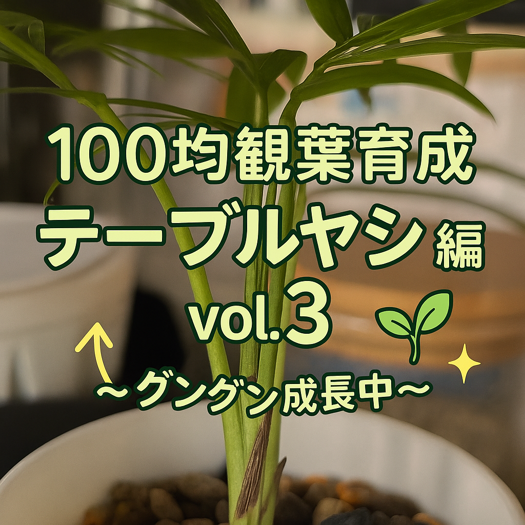 テーブルヤシVol.3