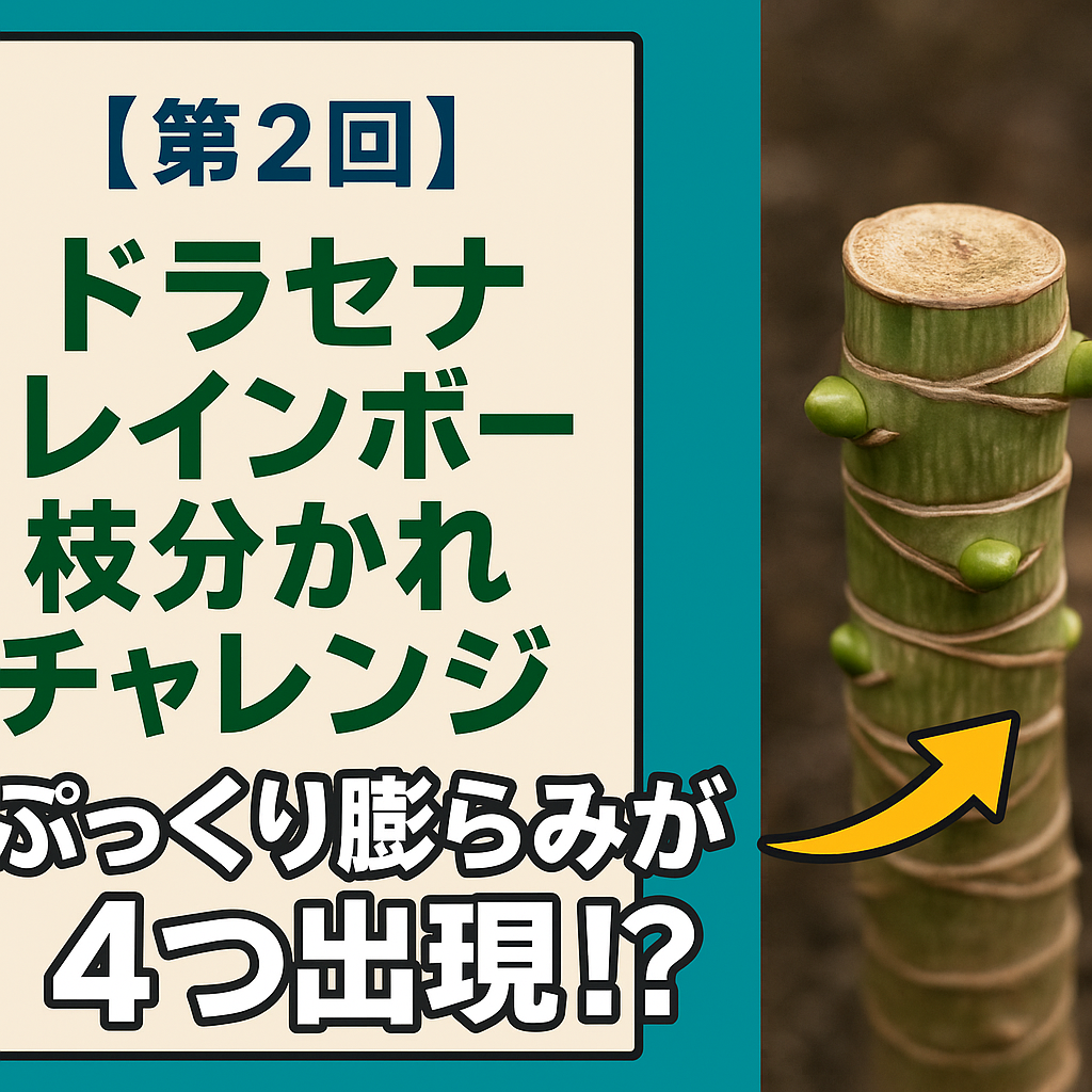 ドラセナ枝分かれチャレンジ②アイキャッチ