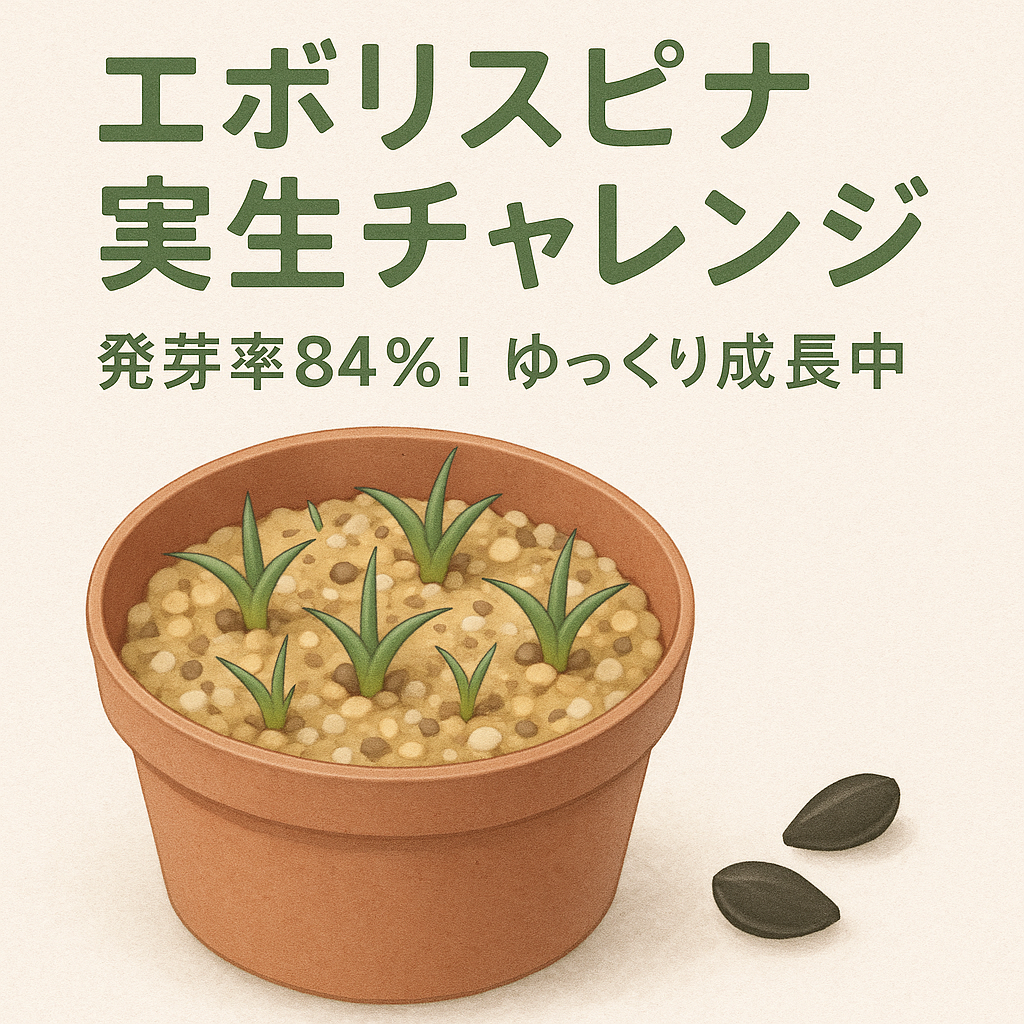 エボリスピナ実生チャレンジ_アイキャッチ