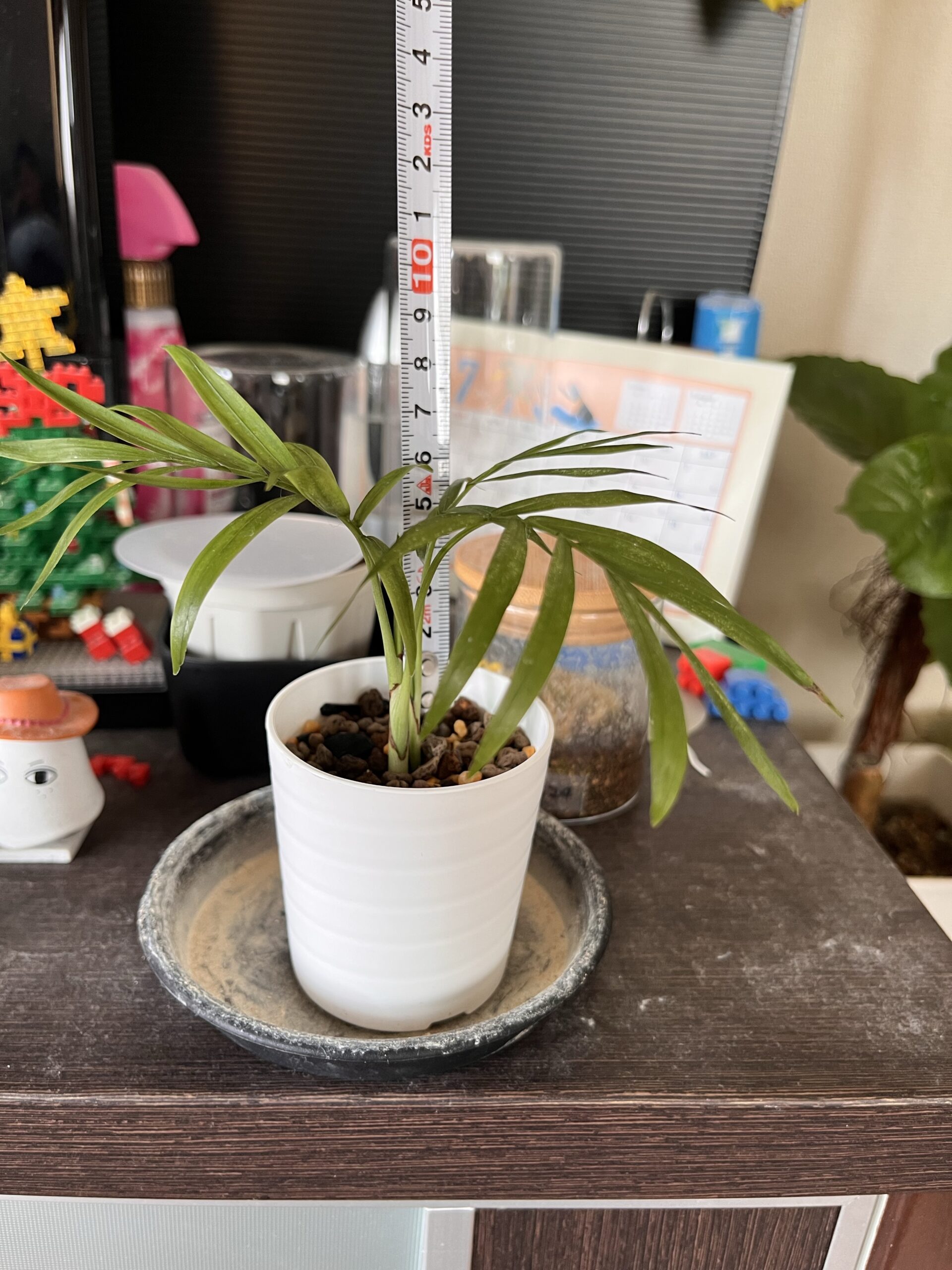 2週間後のテーブルヤシ