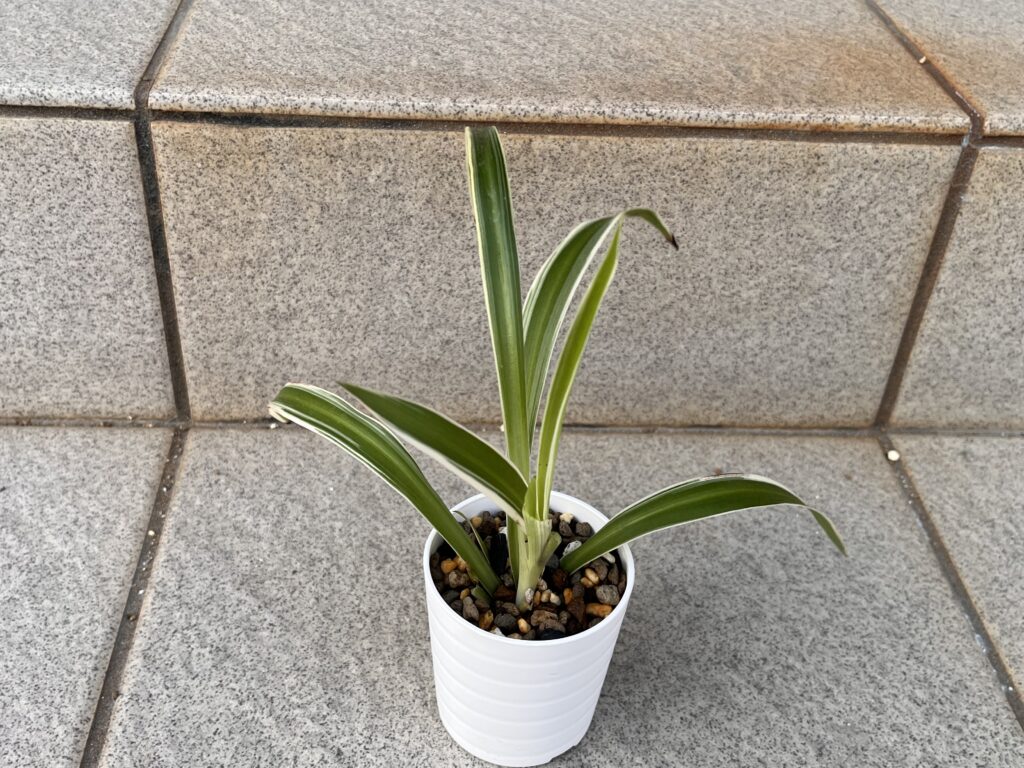 オリズルラン