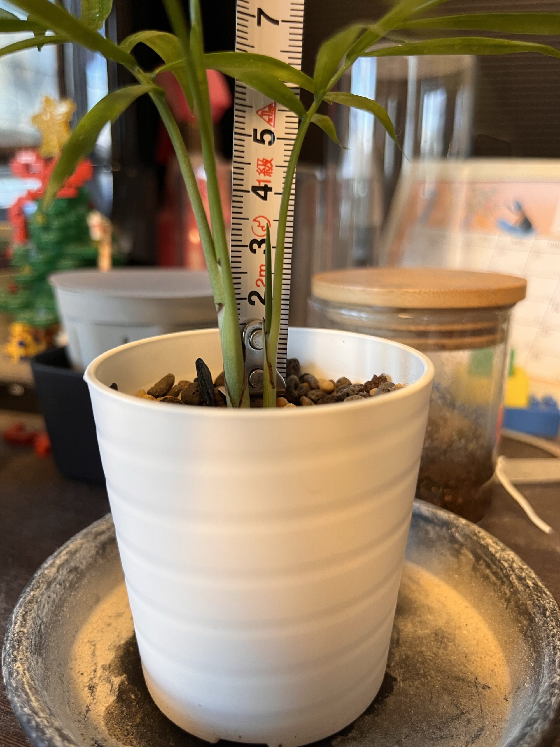 小さい株の新芽