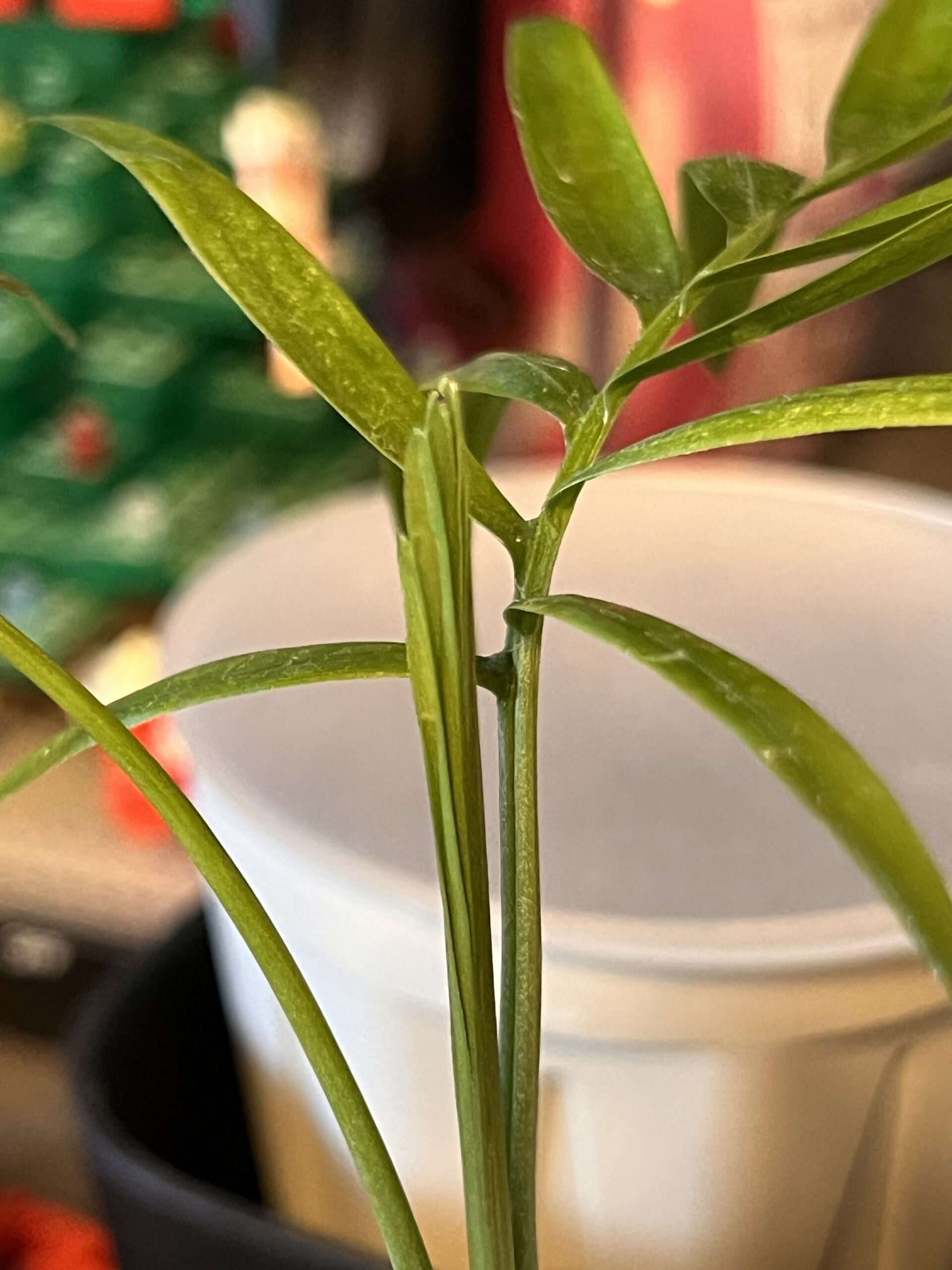 大きい株の新芽