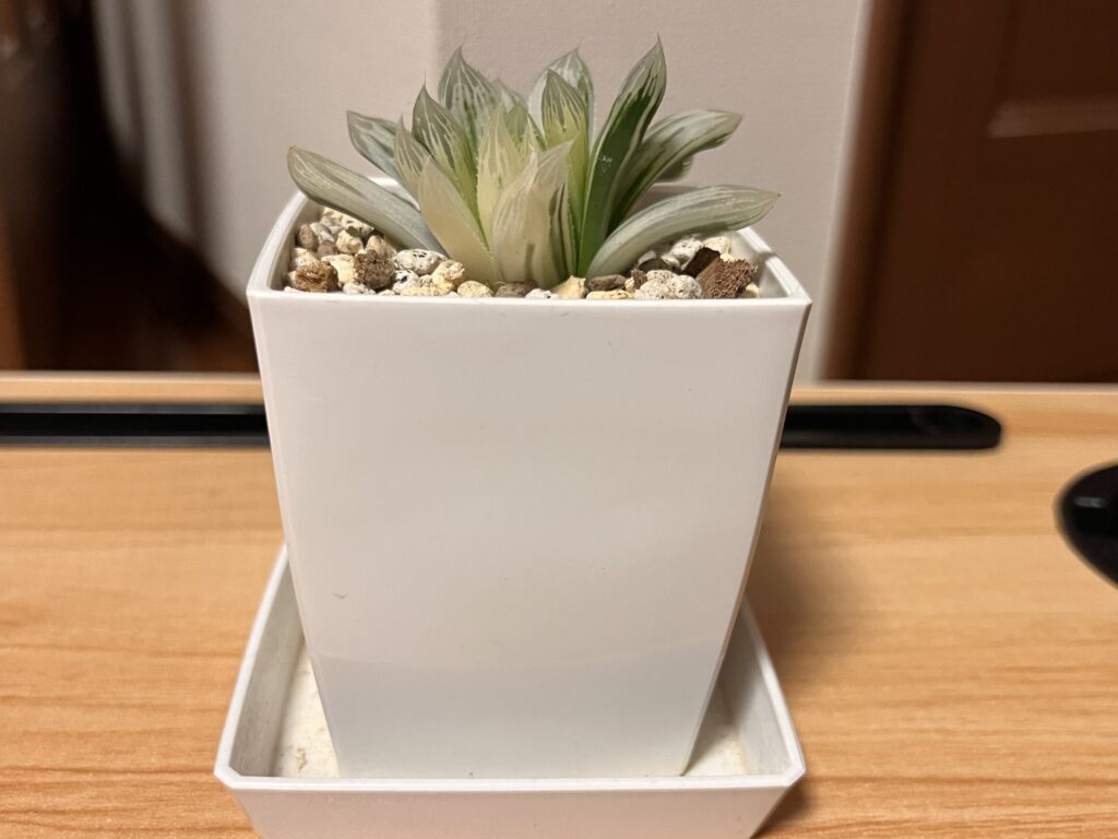 プラ鉢