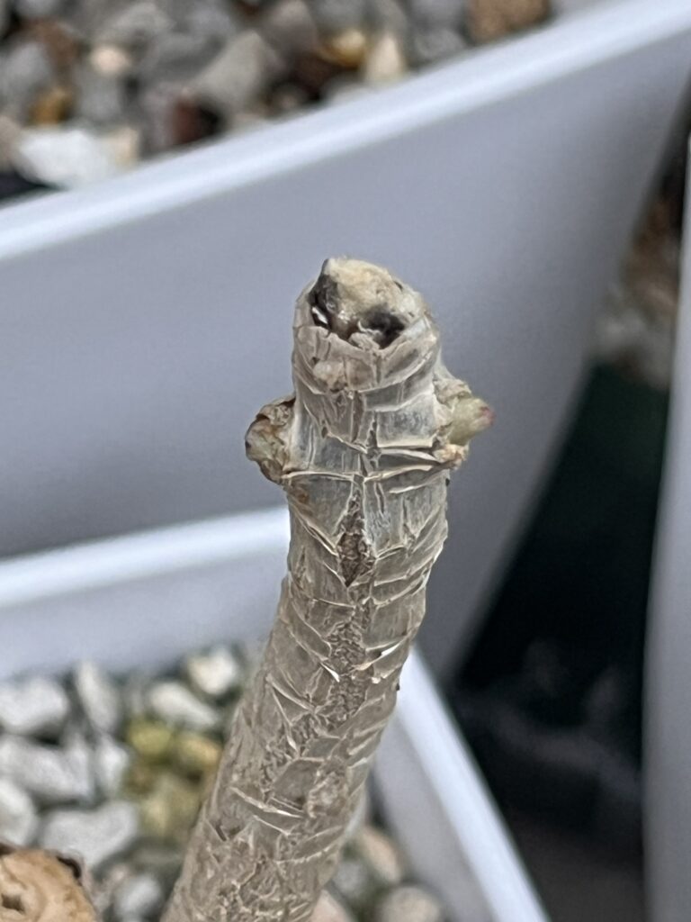 レインボー新芽③