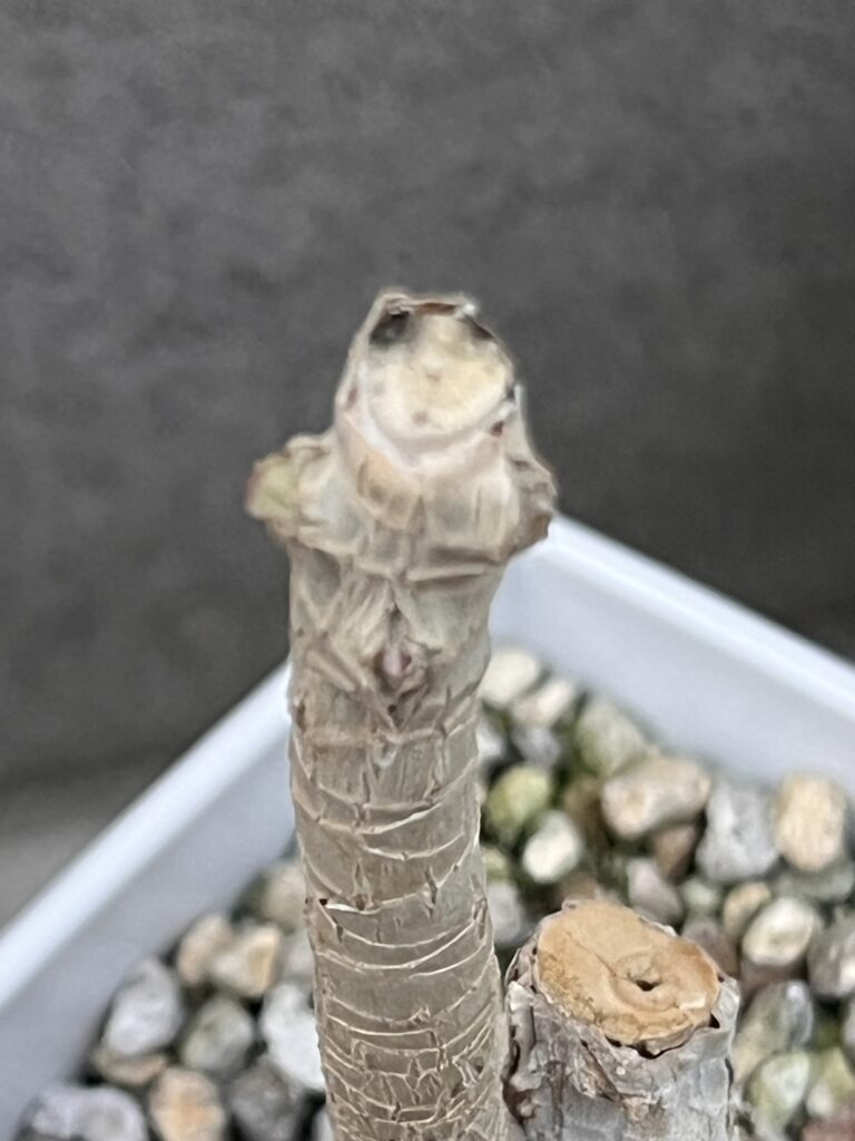 レインボー新芽②
