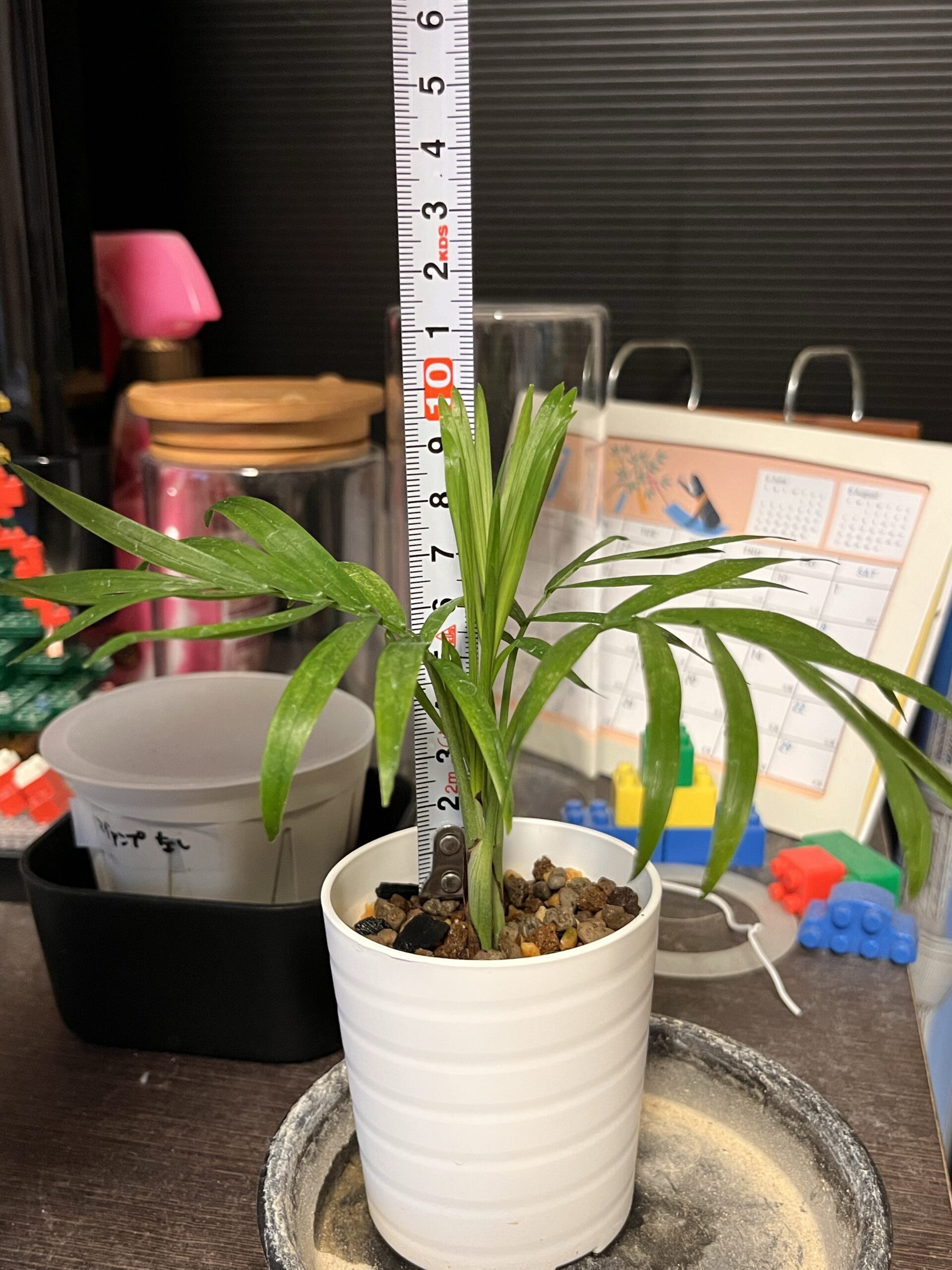 テーブルヤシ高さ