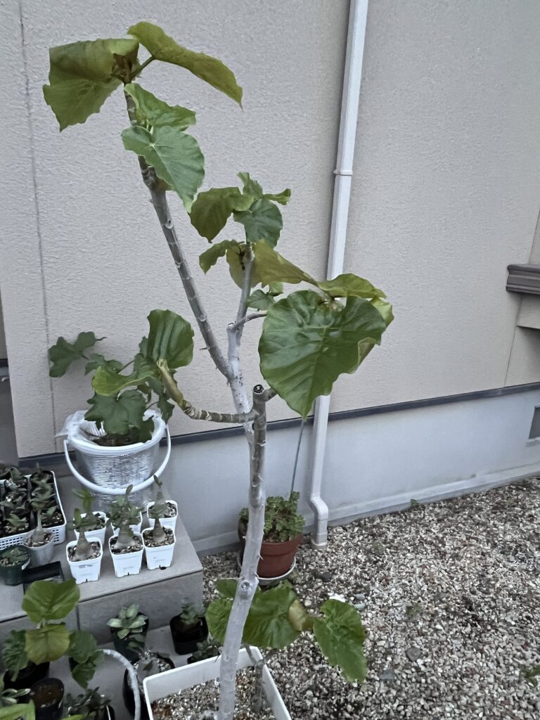 天芽を残したウンベラータの1ヶ月半後の様子