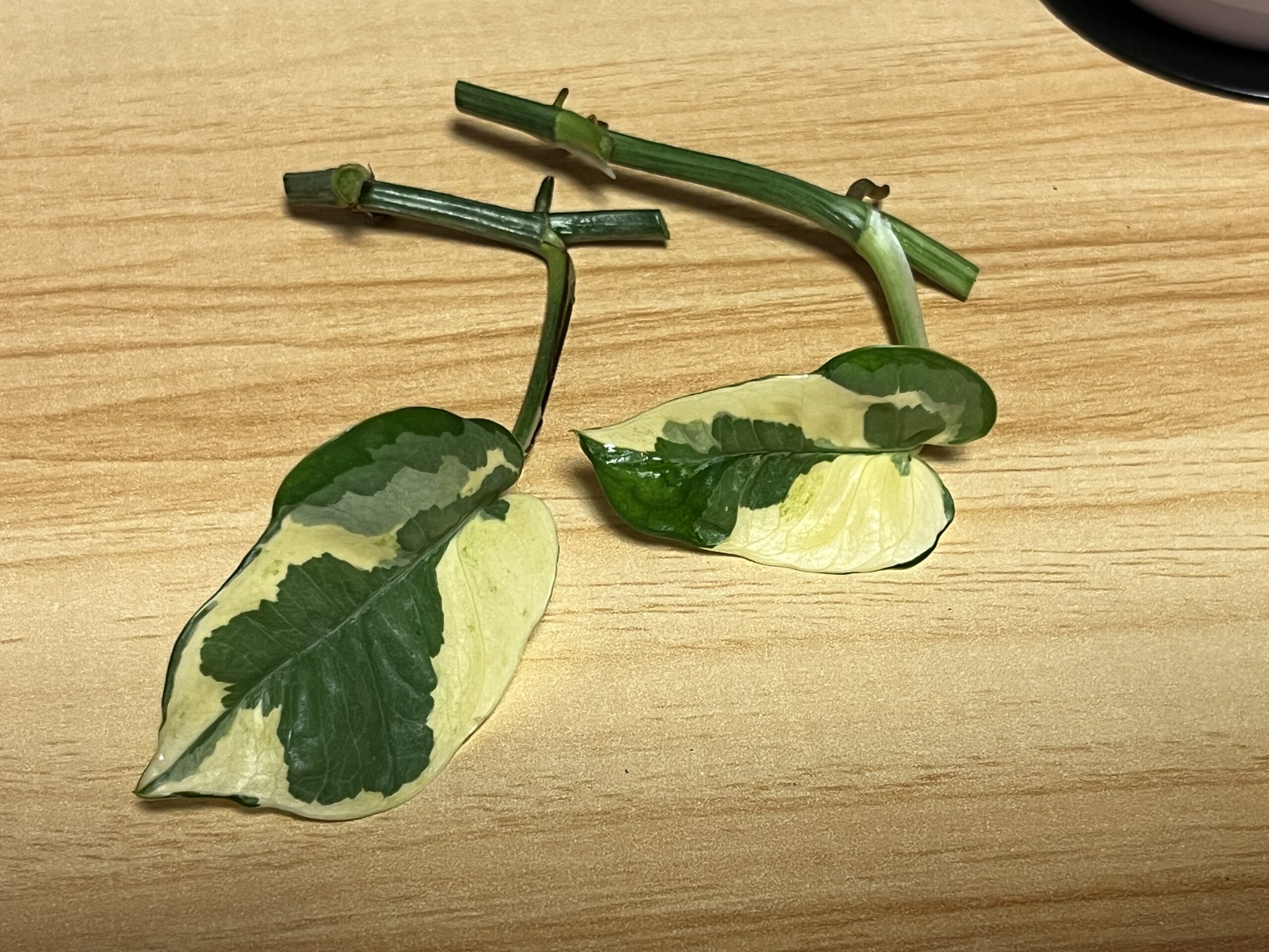 ポトス茎　画像