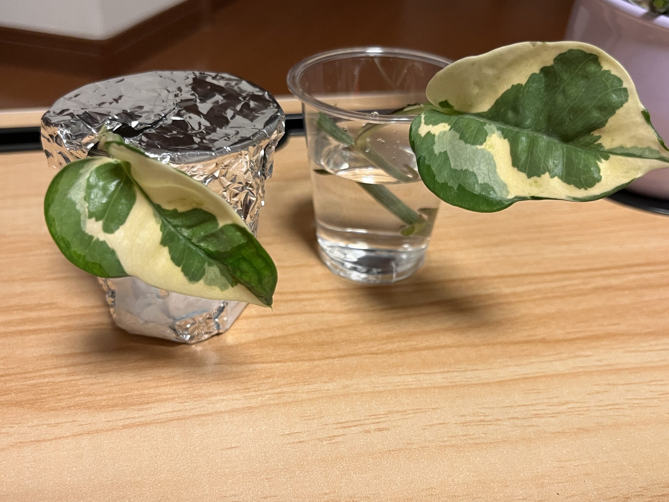 水挿し画像
