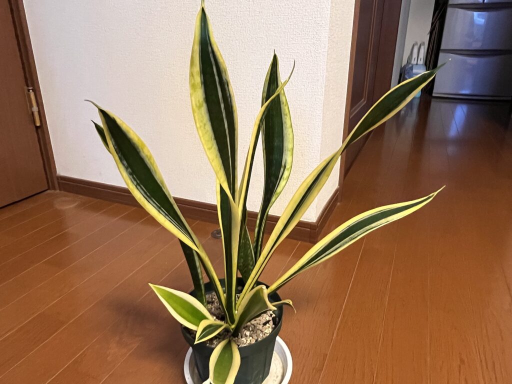 サンセベリア