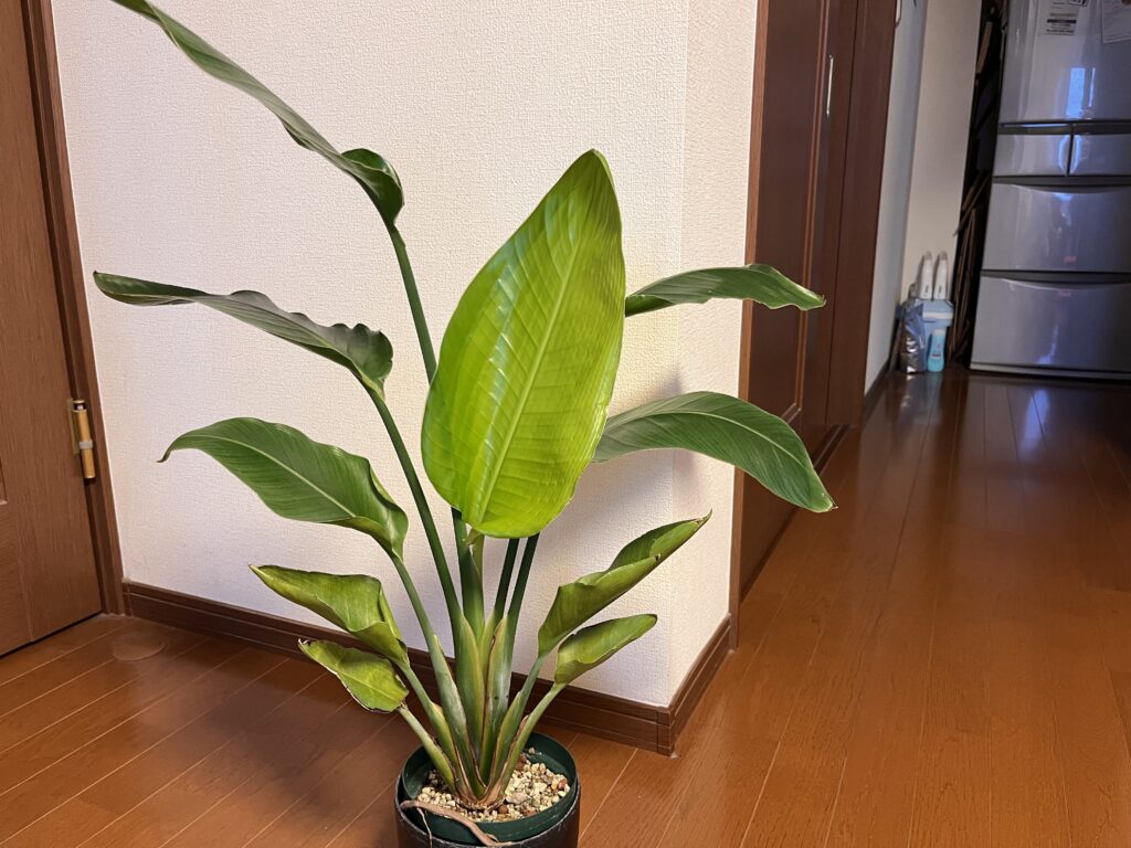 オーガスタ
