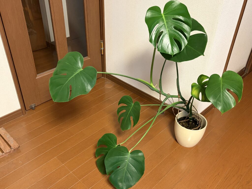 徒長して暴れ出したモンステラ