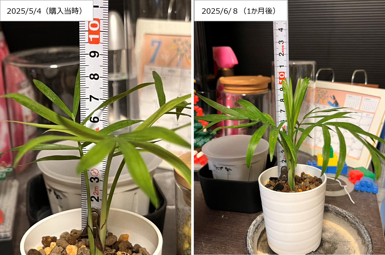 購入当時と1か月後のテーブルヤシを並べた比較