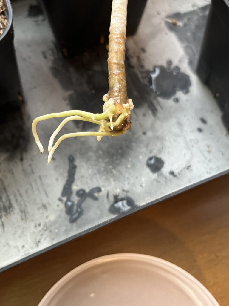 根っこ画像