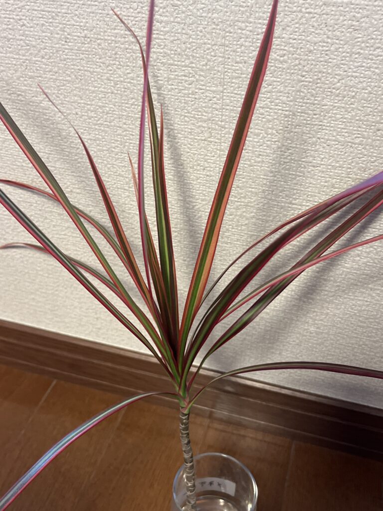 コンシンネ(上)画像