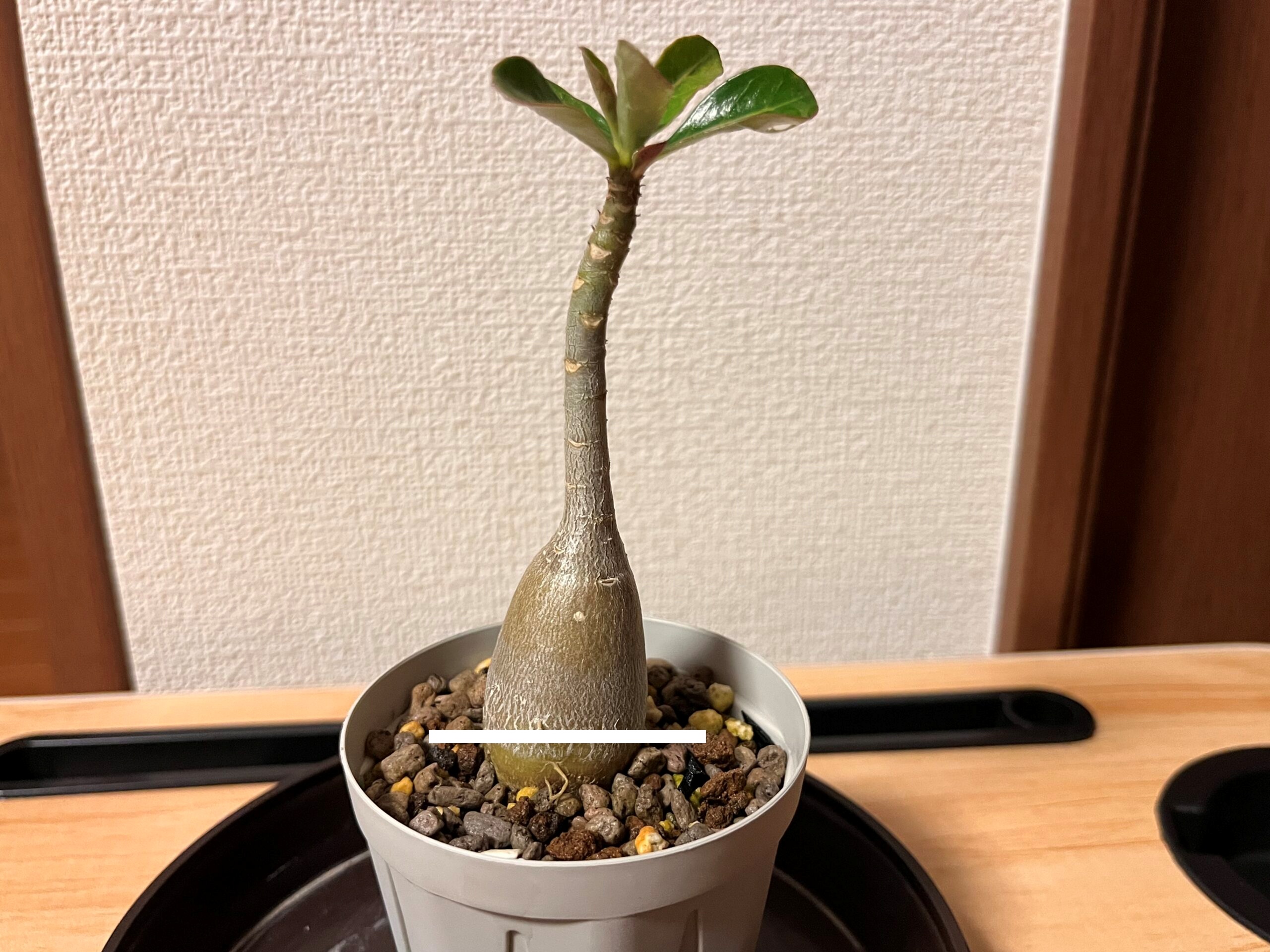 アデニウム胴切りの場所