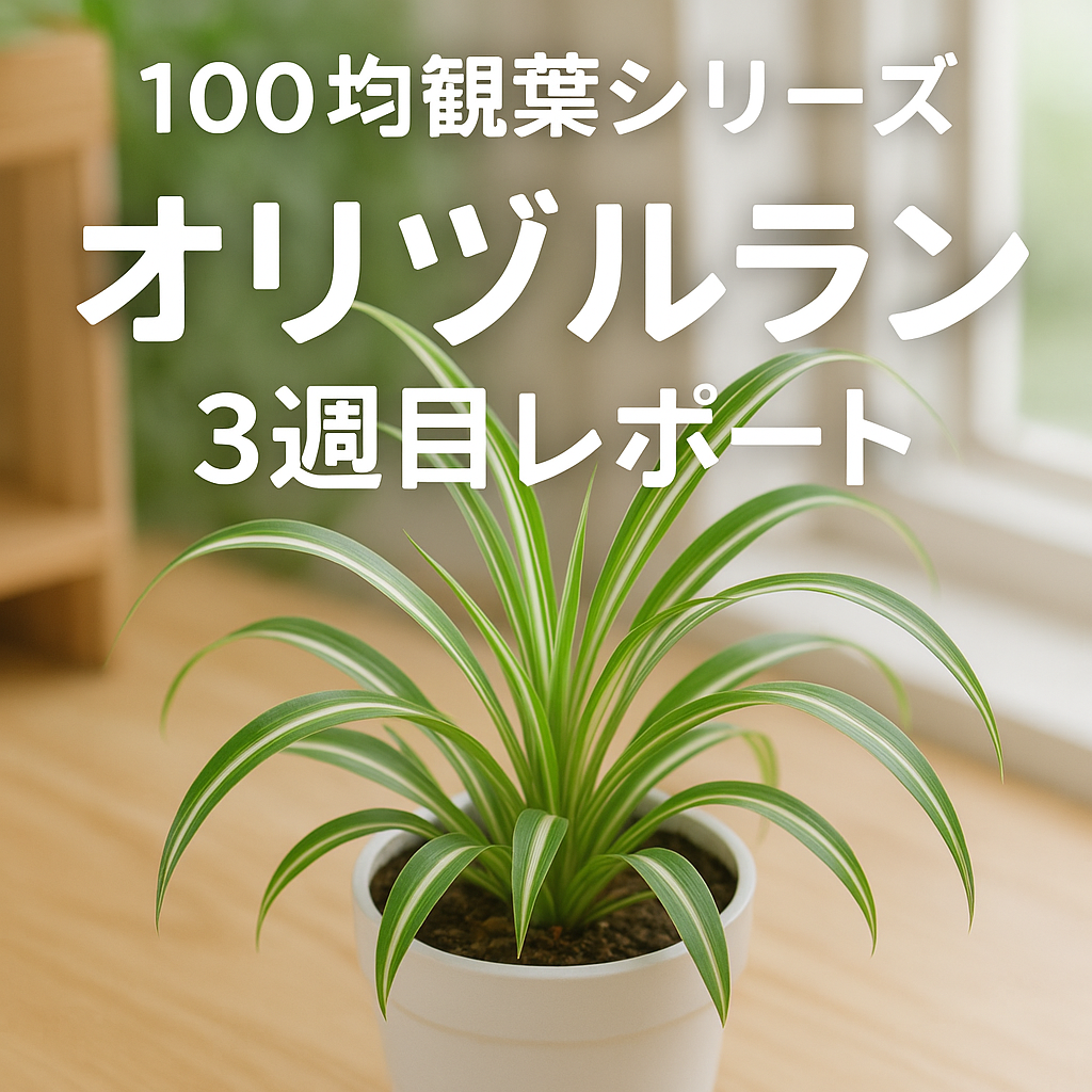 オリズルラン3周目アイキャッチ画像
