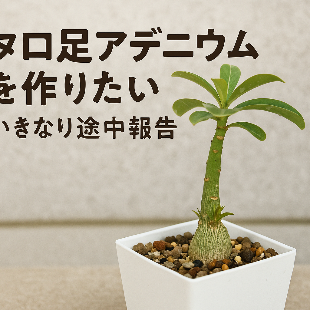 たこ足チャレンジ　アデニウム画像