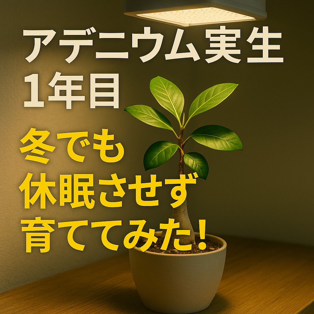 実生アデニウムアイキャッチ