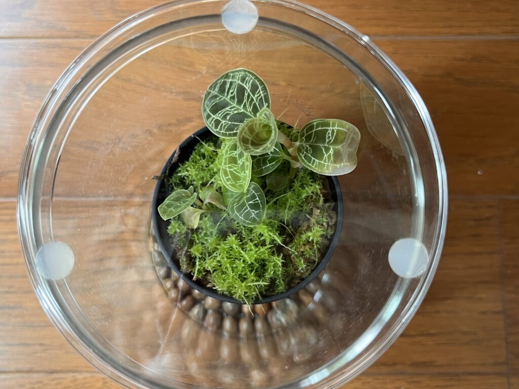 復活した水苔