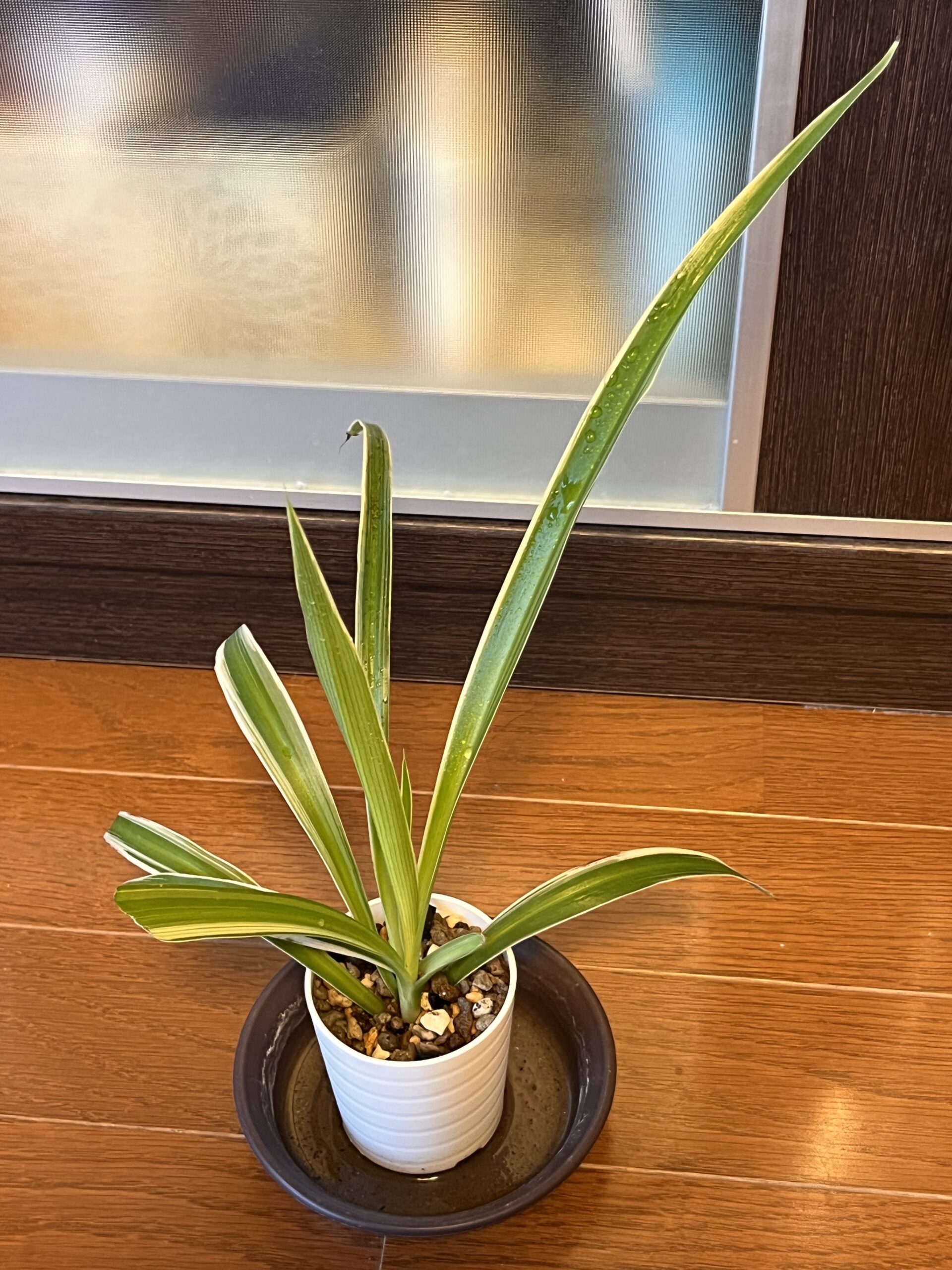 オリヅルラン