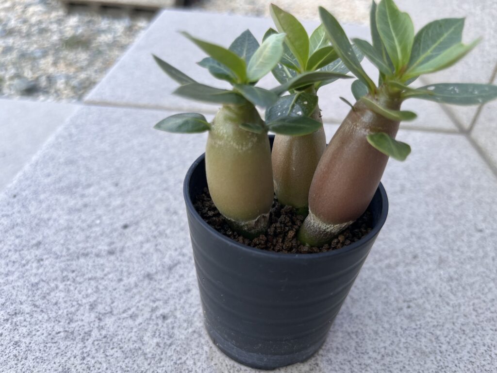 鉢上げ用アデニウム
