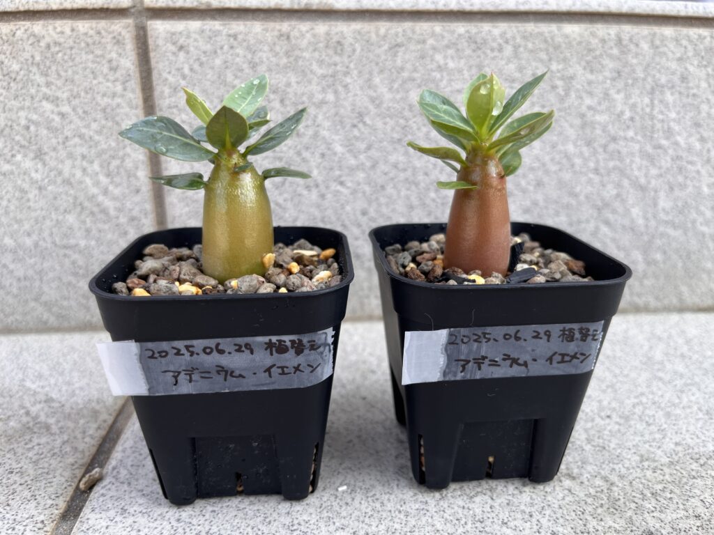 鉢上げ後アデニウム