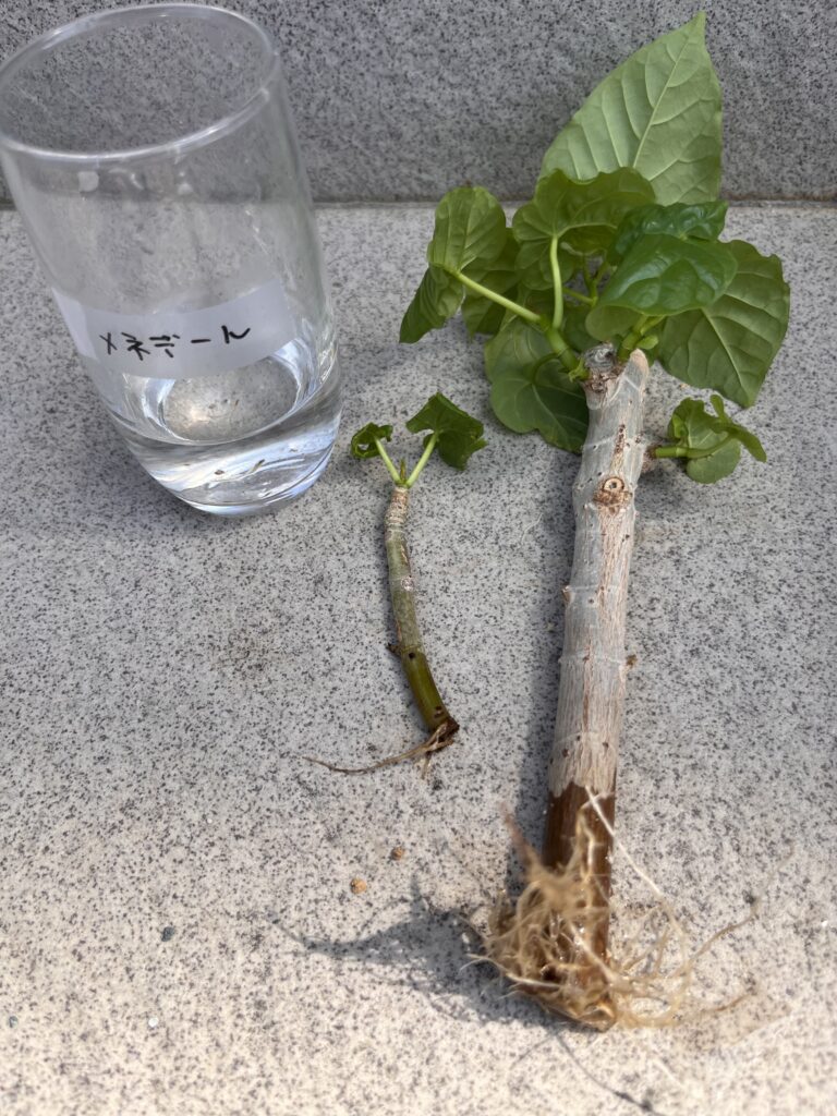 メネデール水①