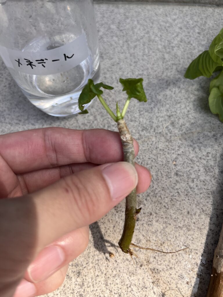 メネデール水④