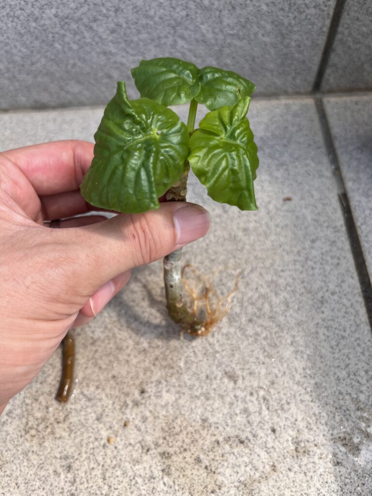 水道水②