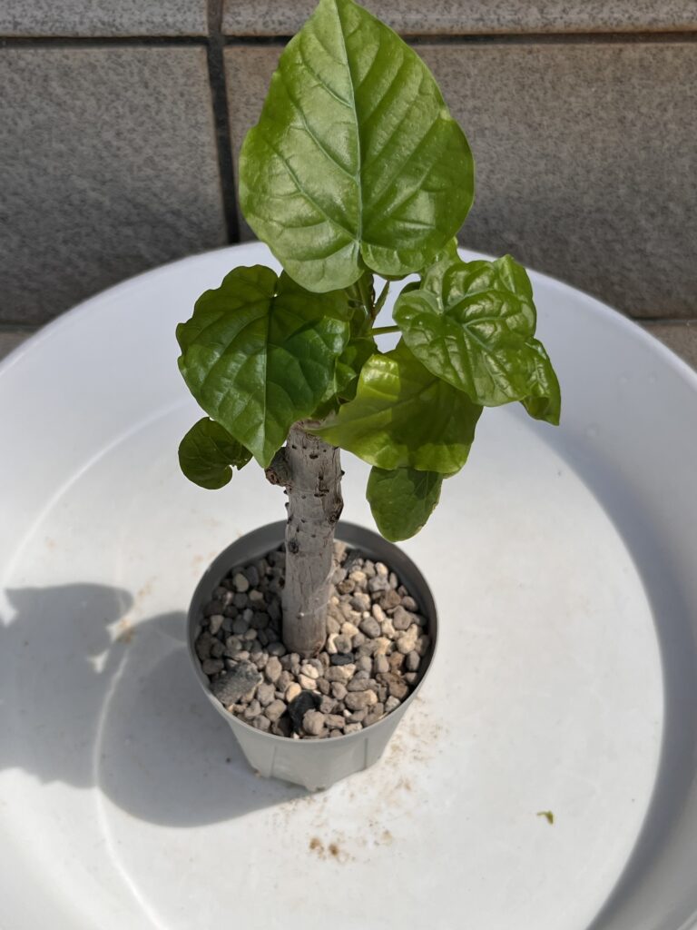 植え替え⑤