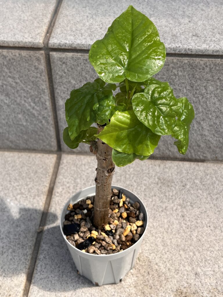 ウンベラータ土耕栽培画像