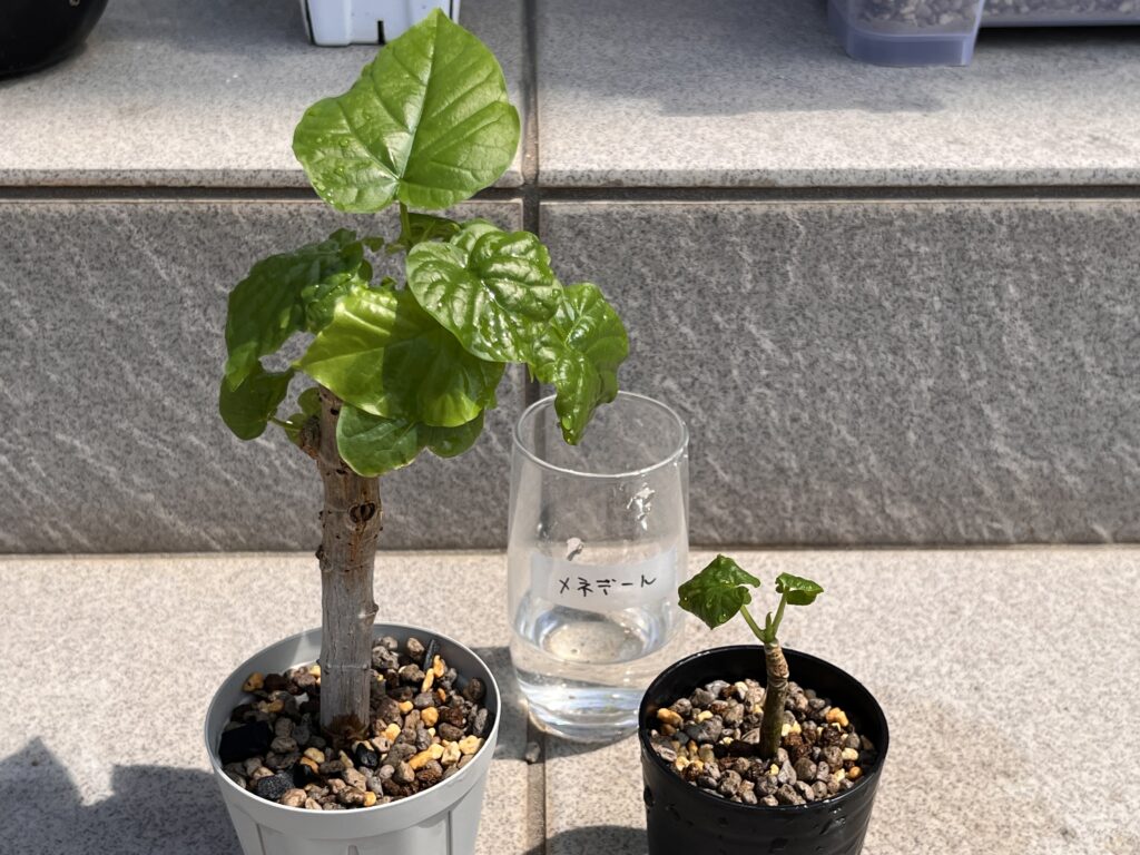 植え替え⑥