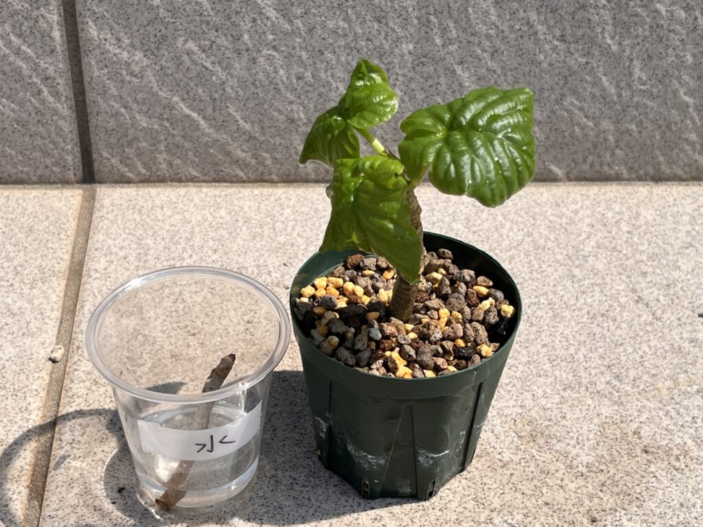 植え替え⑦